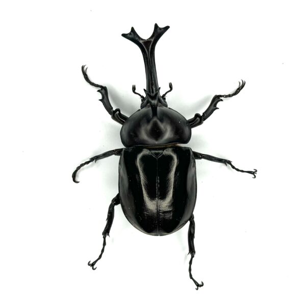 泰國獨角仙 ♂78mm 成對